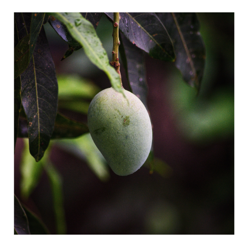 Amropali Mango